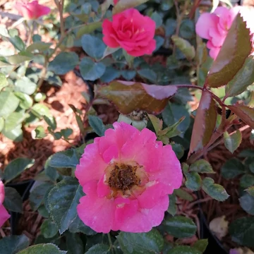 Rózsa floribunda Rosa Kordes Flamingo