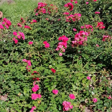 ciklámen talajtakaró rózsa Kordes Gartenfreunde gabiplantshop webáruház