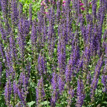 kékvirágú évelő ligeti zsálya Salvia nemorosa Blauhügel