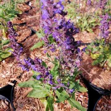 kékvirágú ligeti zsálya évelő Salvia nemorosa Blaukönigin