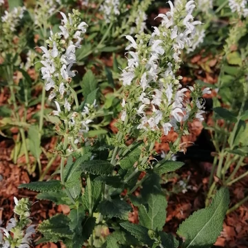 fehérvirágú ligeti zsálya évelő Salvia nemorosa Schneehügel