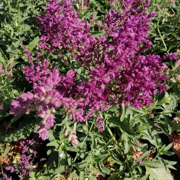 lilavirágú ligeti zsálya Salvia nemorosa Schwellenburg