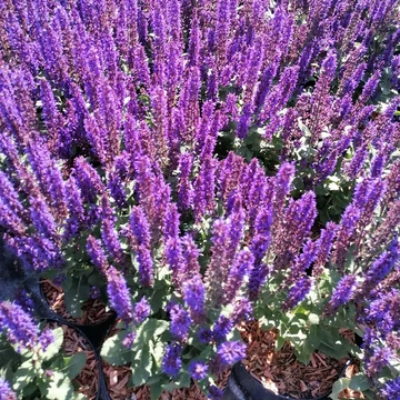 szárazságtűrő évelő ligeti zsálya Salvia nemorosa Midnight Purple
