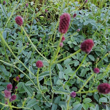 őszi vérfű évelő Sanguisorba officinalis Tanna
