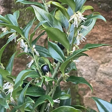 illatosvirágú bogyóspuszpáng cserje Sarcococca confusa