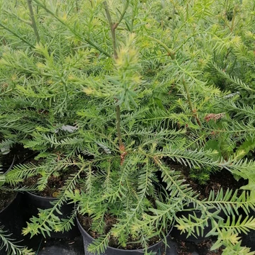 kaliforniai mamutfenyő Sequoia sempervirens