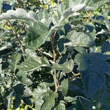 svéd berkenye Sorbus intermedia