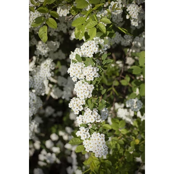 nipponi gyöngyvessző cserje Spiraea nipponica Snowmound
