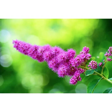 spiraea x billardii gyöngyvessző cserje