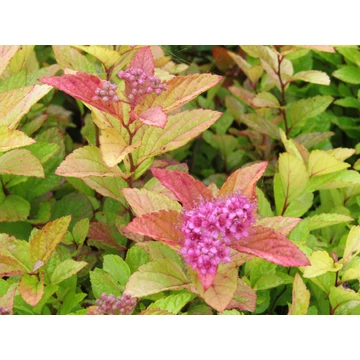 rózsaszín virágú sárga levelű törpe gyöngyvessző talajtakaró Spiraea japonica Golden Princess gabiplantshop webáruház