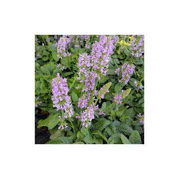 évelő orvosi tisztesfű Stachys officinalis Ukkie