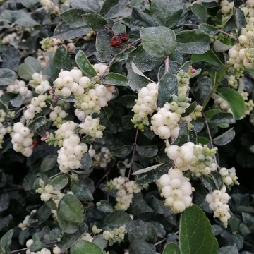 hóbogyó Symphoricarpos x doorenbosii White Hedge