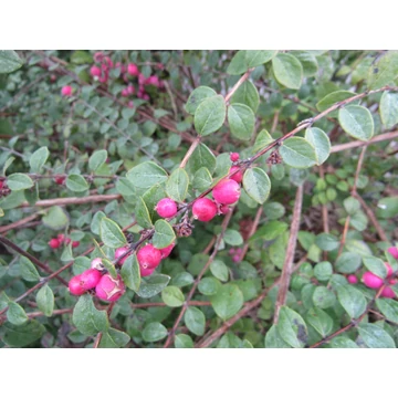 Symphoricarpos x chenaultii Hancock (Pettyes hóbogyó)