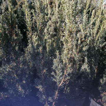 oszlopos termős tiszafa Taxus x media Hicksii