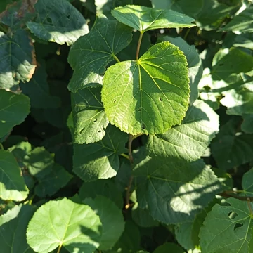 kislevelű hárs Tilia cordata