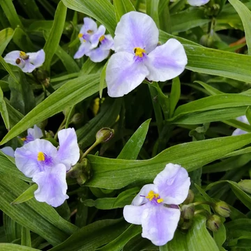 kerti évelő Tradescantia Bilberry Ice