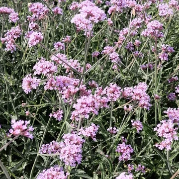 ernyős verbéna évelő Verbena bonariensis