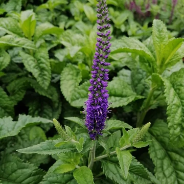 kékvirágú évelő macskafarkú veronika Veronica Sunny Border Blue