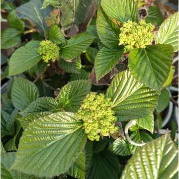 fényeslevelű bangita félig örökzöld cserje Viburnum Shiny Dancer