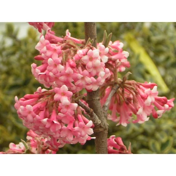 Viburnum x bodnantense Dawn (Kikeleti bangita)