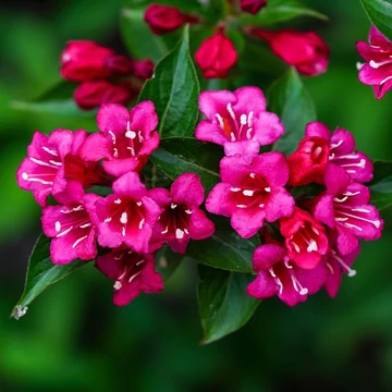pirosvirágú rózsalonc Weigela Cherry Love