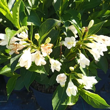fehér virágú rózsalonc cserje Weigela florida Alba