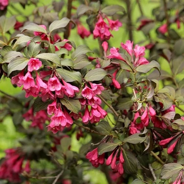 lilavirágú törpe rózsalonc Weigela Minor Black