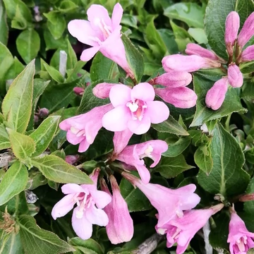 rózsaszínvirágú alacsony rózsalonc Weigela florida Pink Poppet