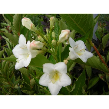 Weigela florida Candida (Fehér virágú rózsalonc)