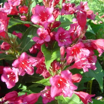 Weigela florida Newport Red (Piros virágú rózsalonc)