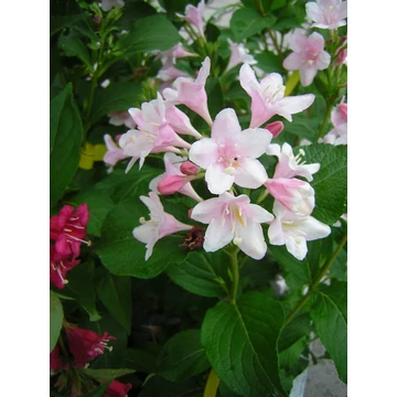 Weigela florida Pink Princess (Rózsaszín virágú rózsalonc)