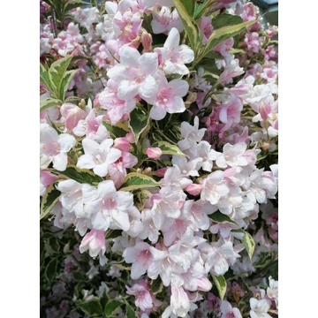 Weigela florida Variegata (Tarkalevelű rózsalonc)