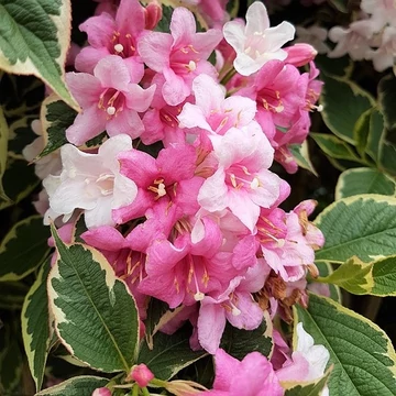 rózsaszínvirágú cserje rózsalonc Weigela florida Nana Variegata