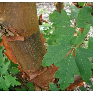 papírkérgű juhar Acer griseum