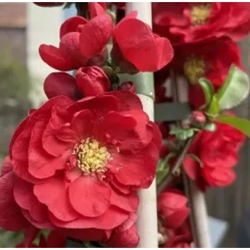 vörös teltvirágú japánbirs cserje Chaenomeles speciosa Scarlet Storm