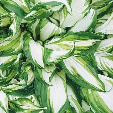 zöldszegélyű fehérközepű évelő árnyékliliom Hosta Fire and Ice