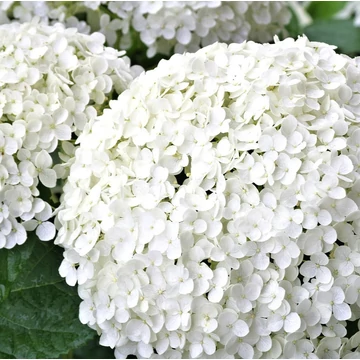 cserjés-hortenzia-Hydrangea-arborescens-Annabelle