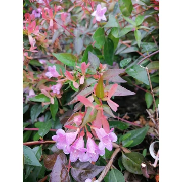 Abelia Edward Goucher (Tárnicslonc)