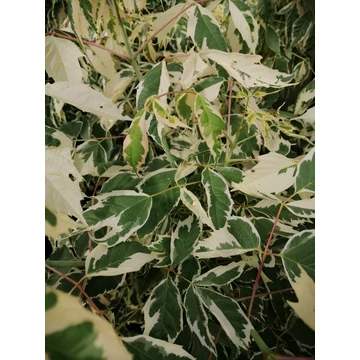 Acer negundo Flamingo (Tarkalevelű zöldjuhar)