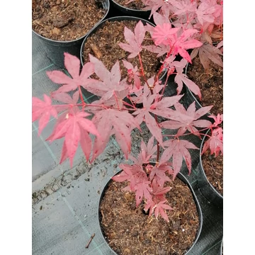 bordólevelű japánjuhar Acer palmatum Atropurpureum