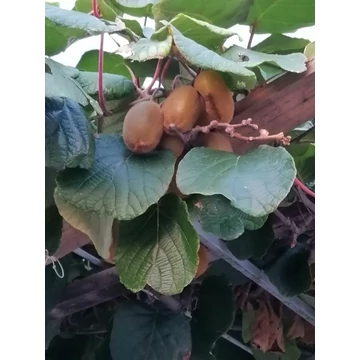gyümölcstermő kivi Actinidia deliciosa Hayward gabiplantshop dísznövény webáruház