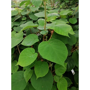 porzós kivi gyümölcs Actinidia deliciosa Tomuri gabiplantshop dísznövény webáruház