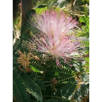 Albizia julibrissin (Selyemakác)