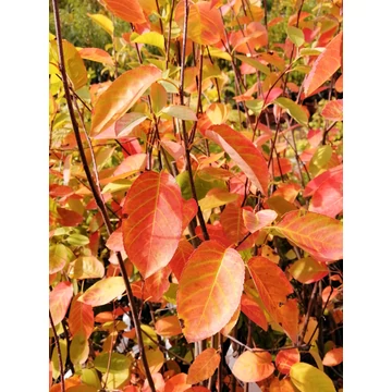 mézalmácska ehető bogyós cserje Amelanchier lamarckii gabiplantshop webáruház