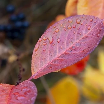 fehérvirág-tavaszi-Aronia-feketeberkenye