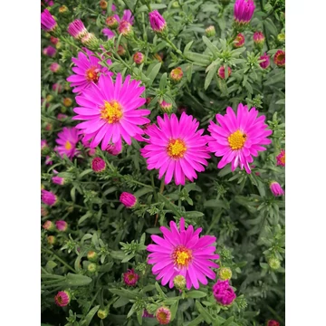 törpe őszirózsa ciklámen színű ősszel virágzó évelő Aster dumosus Starlight gabiplantshop online dísznövény webáruház