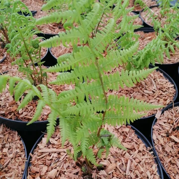 Athyrium filix-femina Lady in Red (Erdei hölgypáfrány)