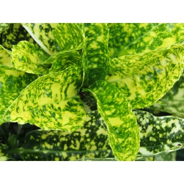 Aucuba japonica Crotonifolia (Tarkalevelű babérsom)