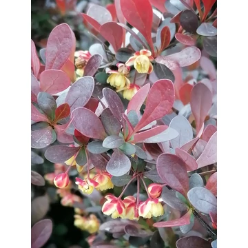 bordólevelű-törpe-cserje-borbolya-Berberis-thunbergii-Atropurpurea-Nana