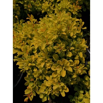 sárgalevelű-törpe-cserje-borbolya-Berberis-thunbergii-Tiny-Gold